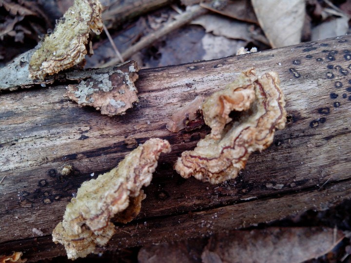 Mushroom Symphonie