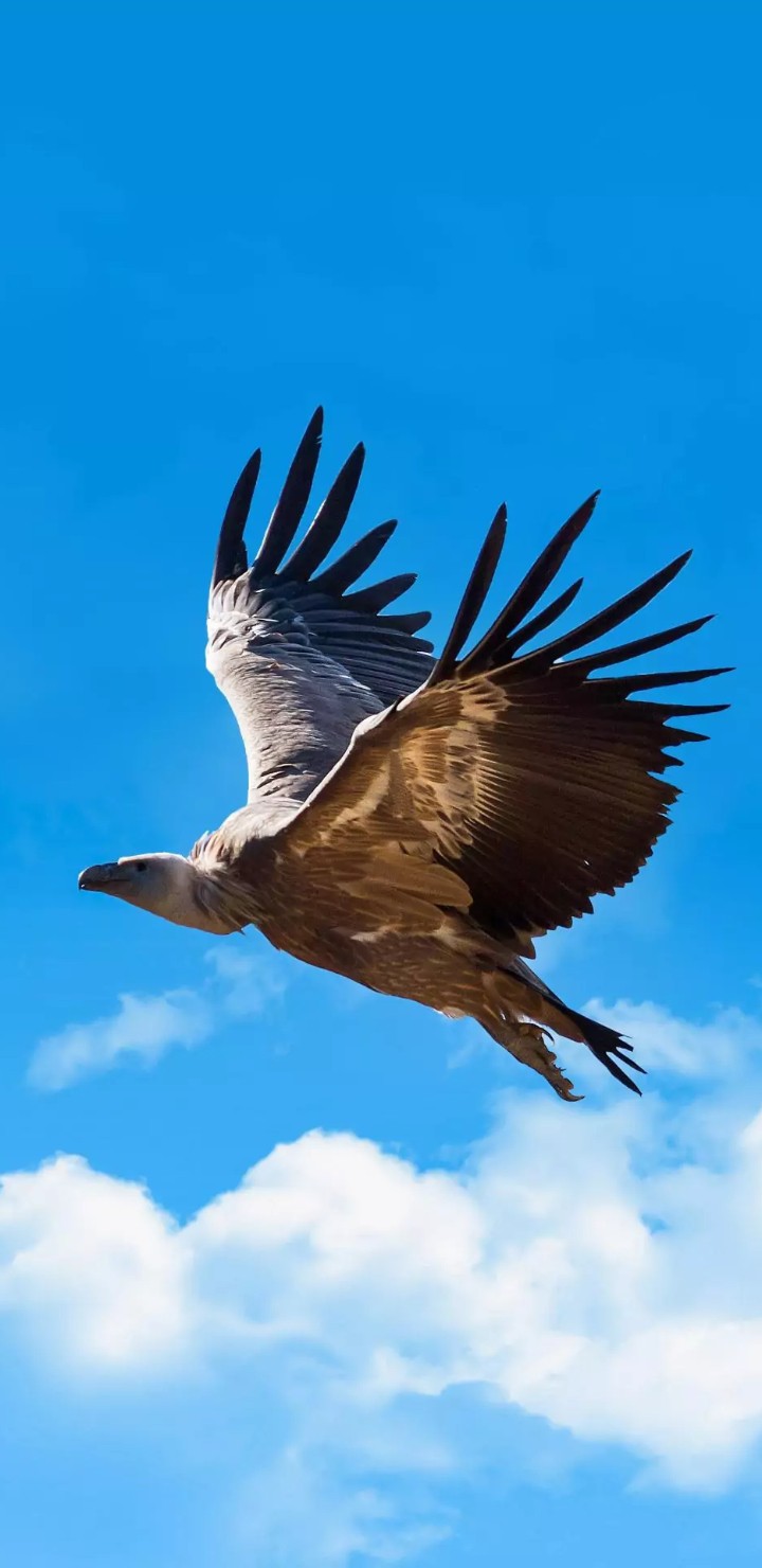 wild bird vulture