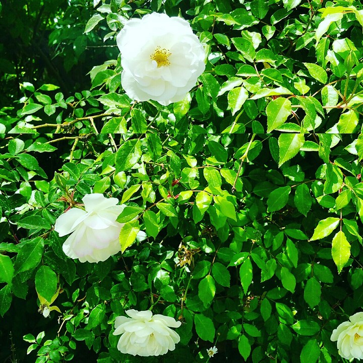Jerusalem Flowers
