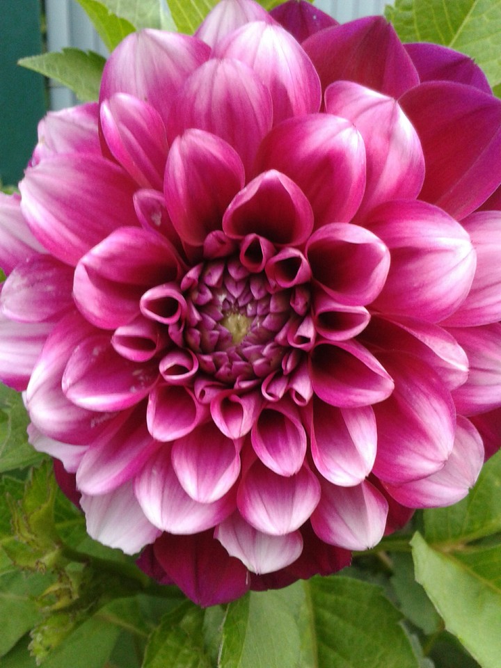 Blume