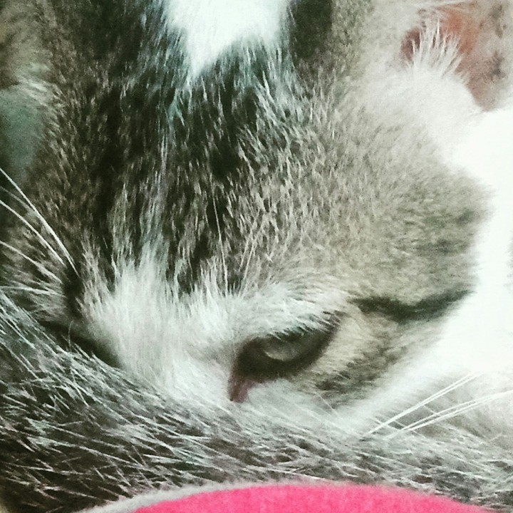 cat_eyes