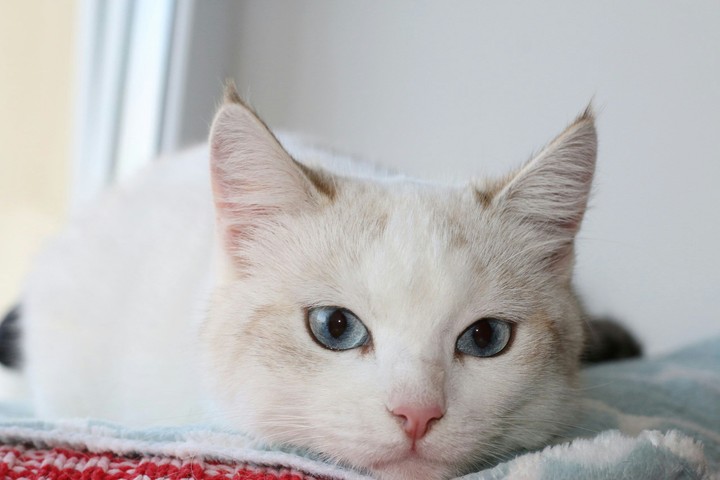 Cat Sharlin