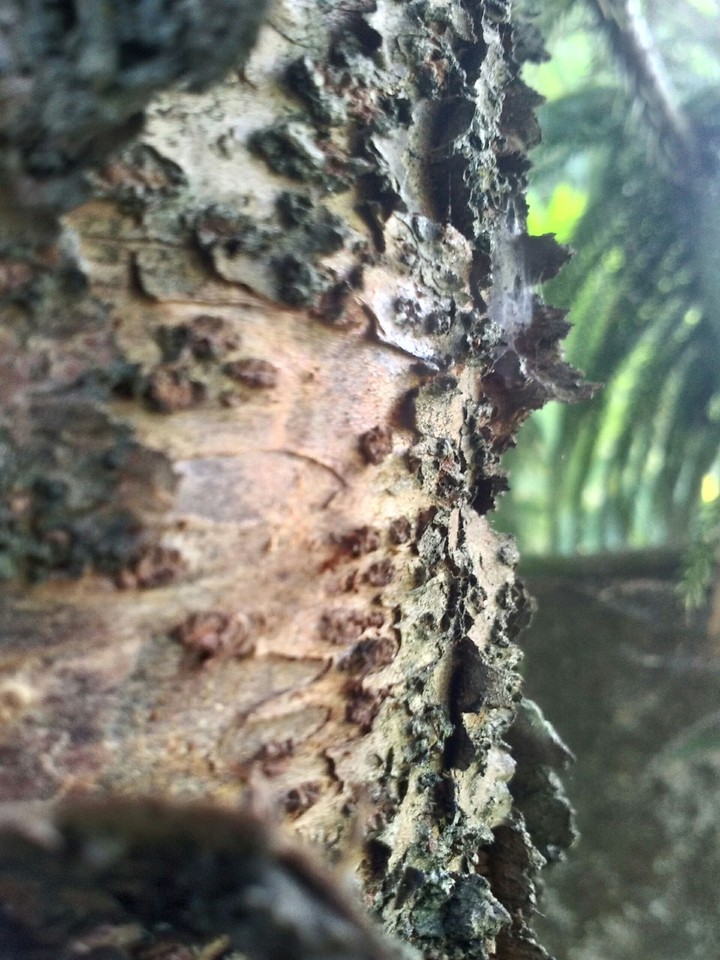 tree