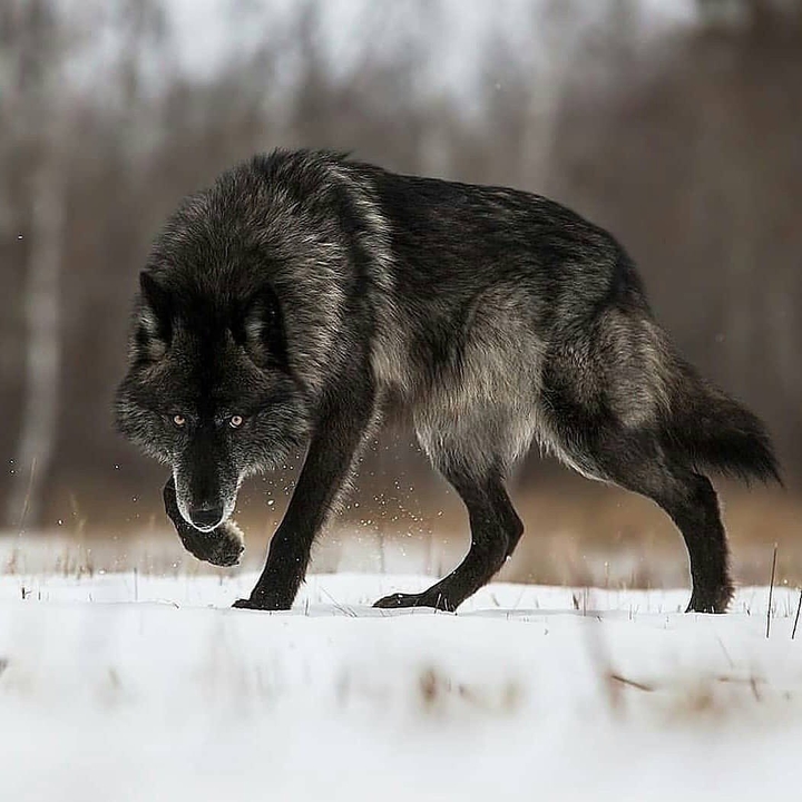 Black Wolf