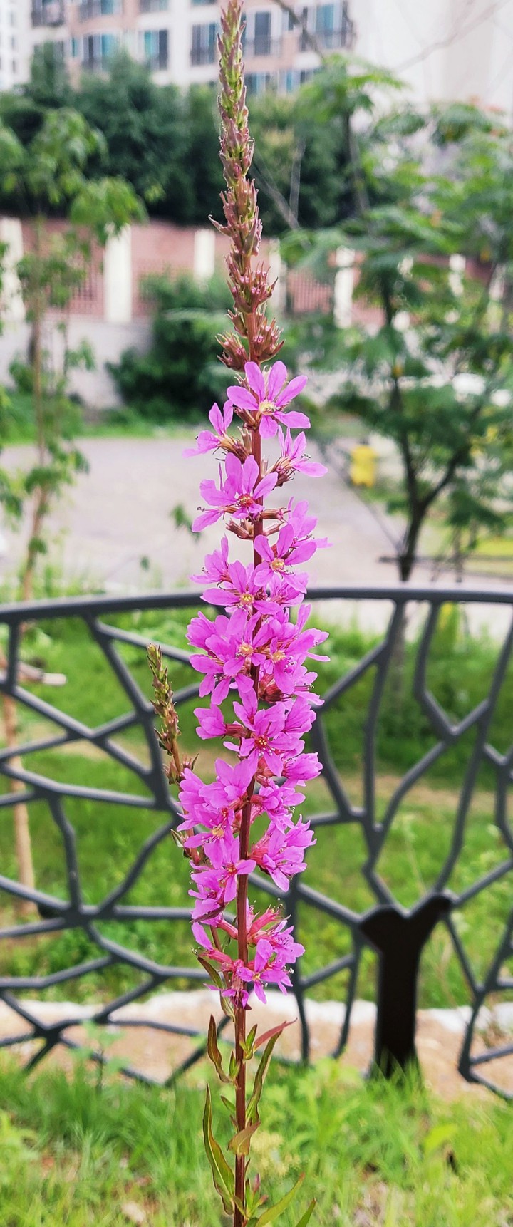 flower#