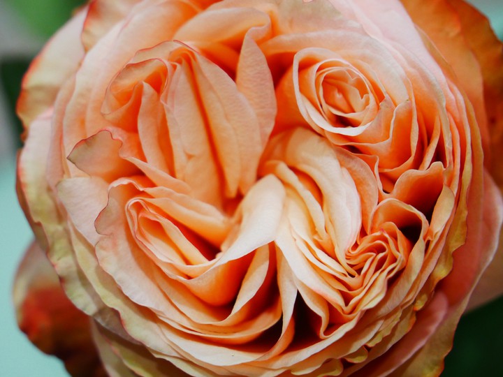 #Rose