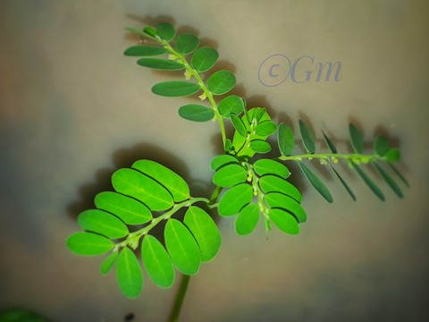 plant