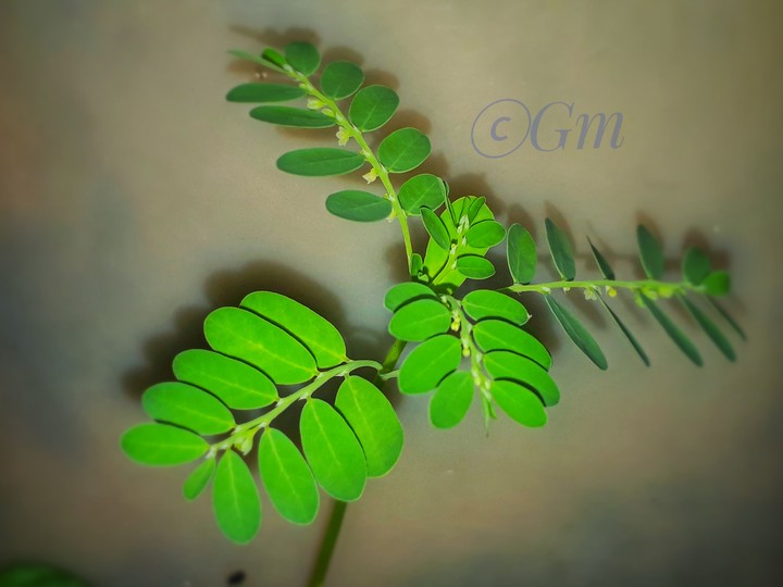 plant