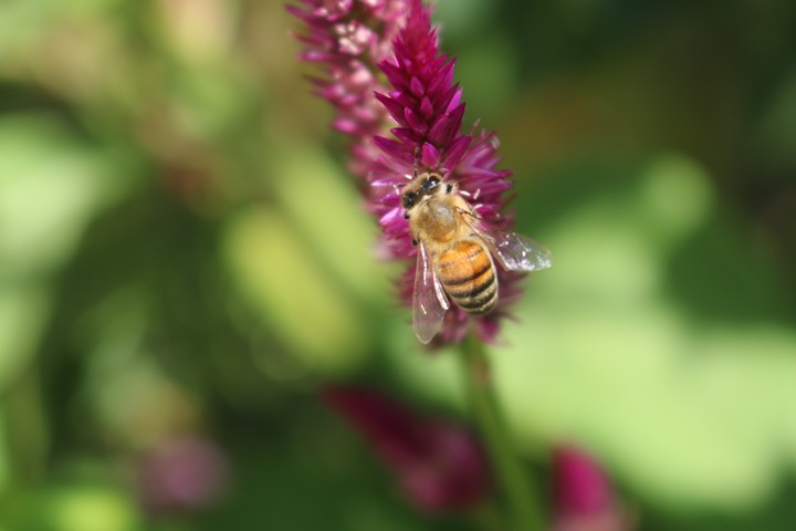 bees
