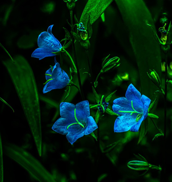 bluebell