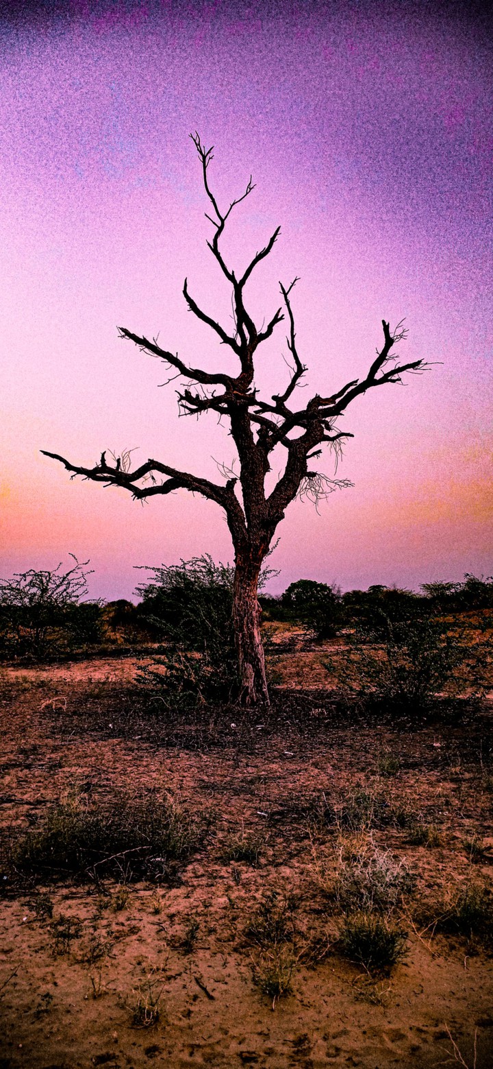 old tree
