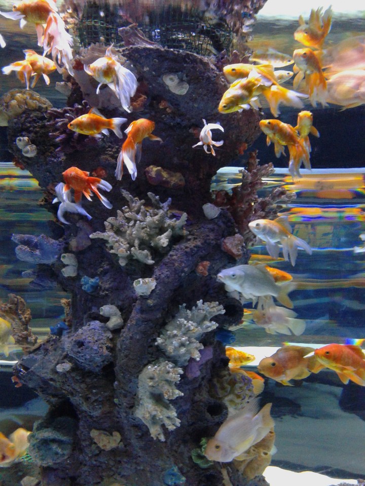 fish риф