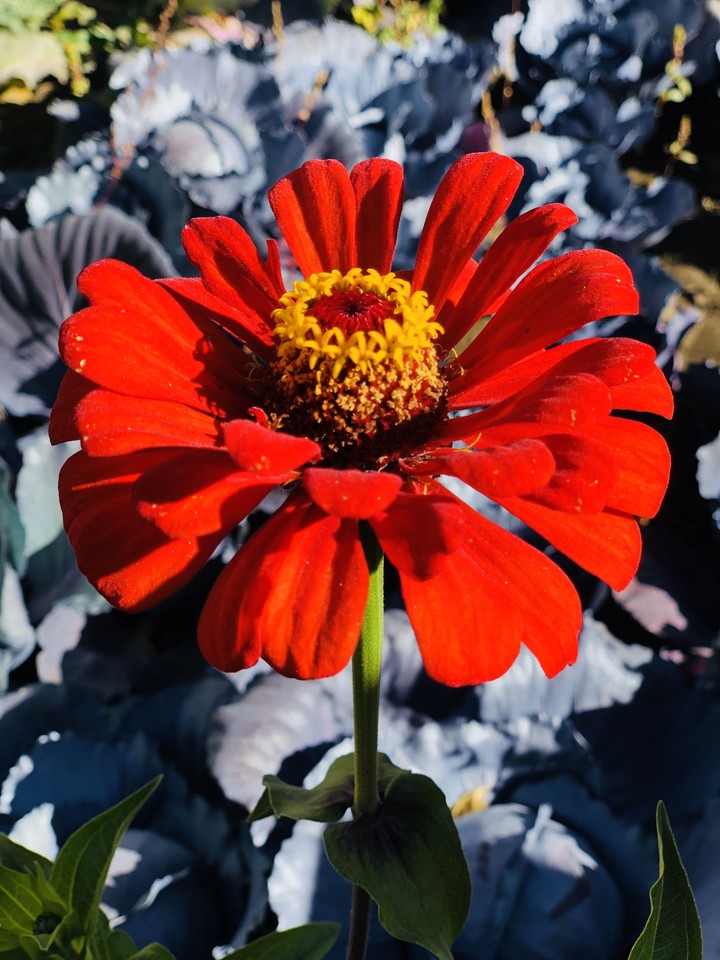 rising flower
