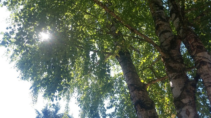 Under the tree