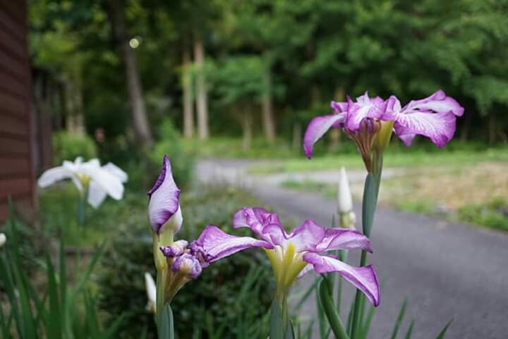 From Japan
"Japanese Iris"