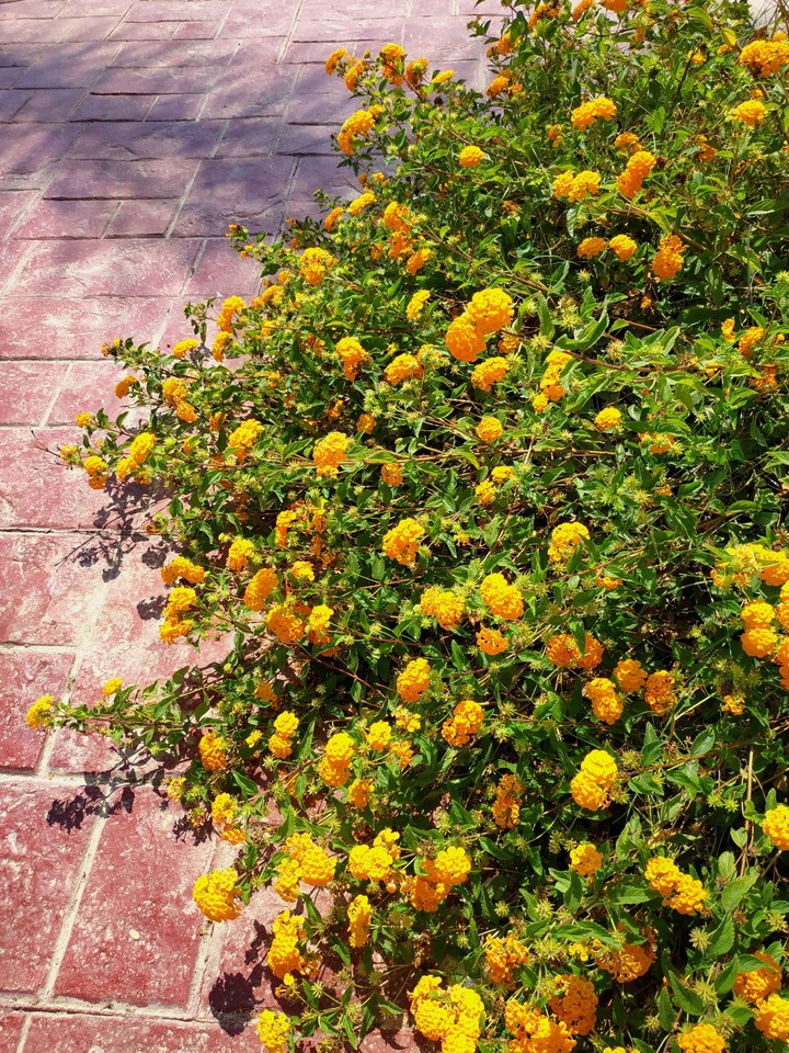 yellow flowers
