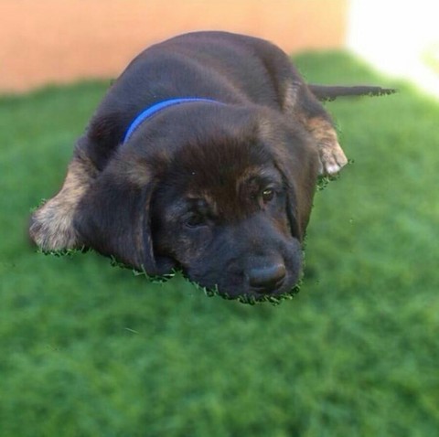 шпалери dog, grass