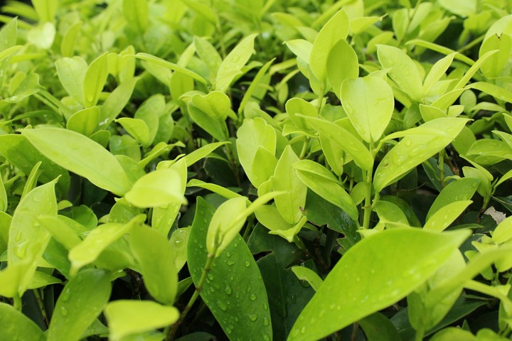 greenry