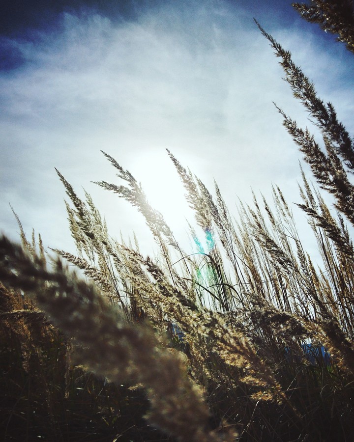 What is the sound of grass