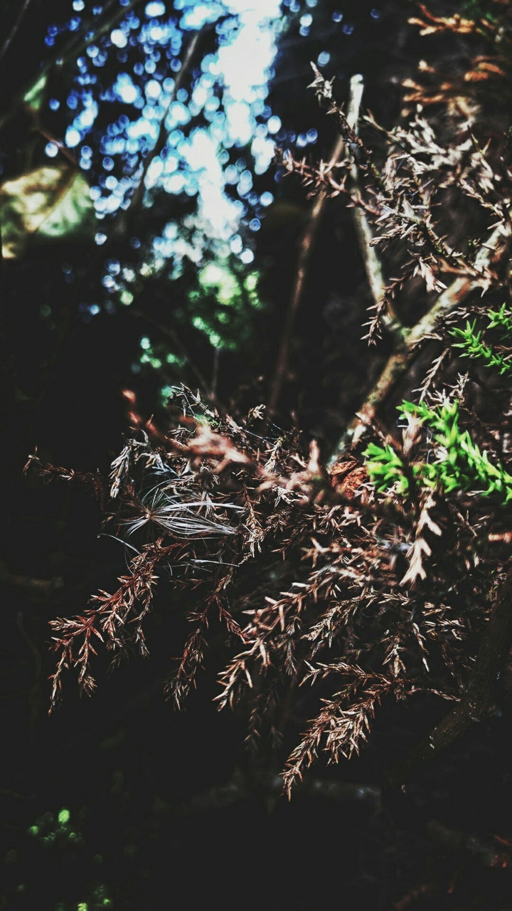 wild love