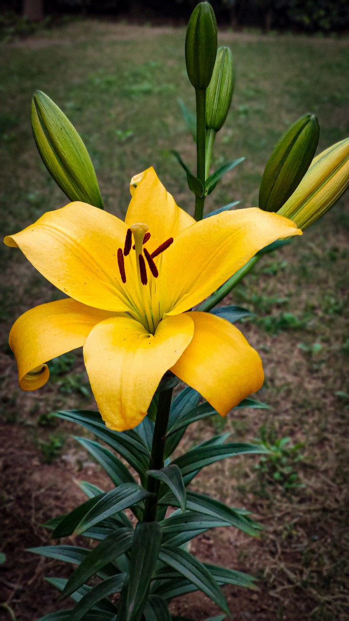 Orange Lily