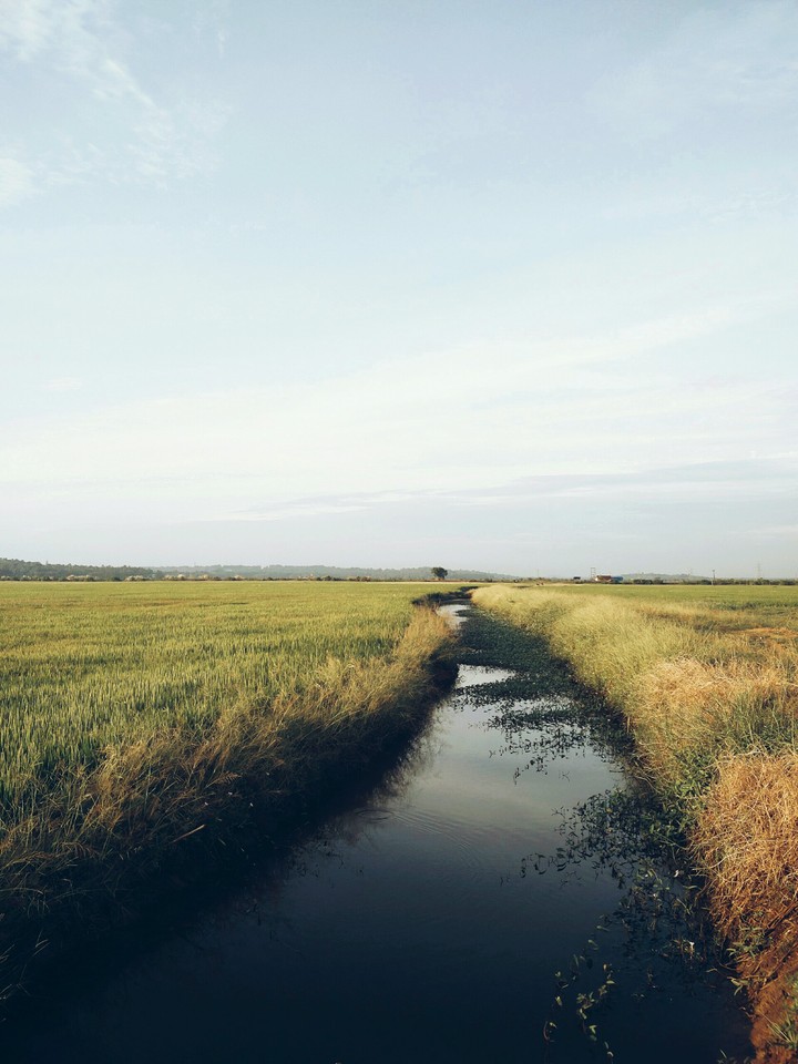shallows