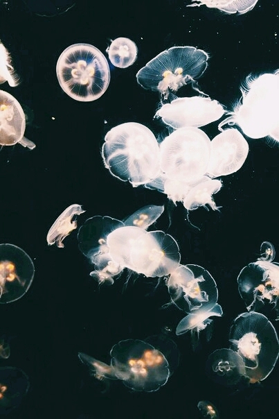 Jellyfish