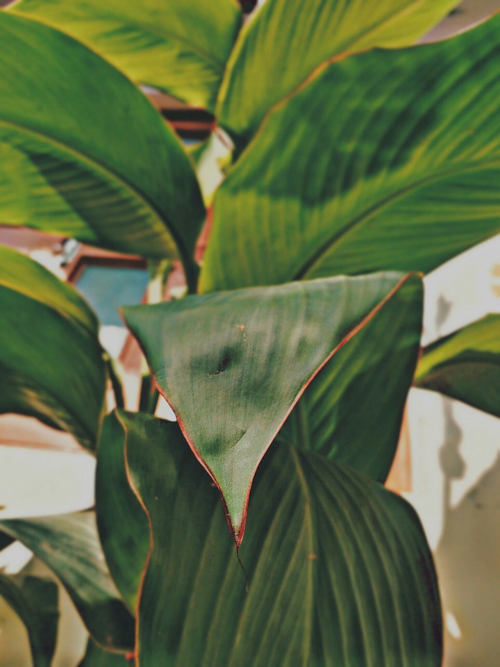 EVENING'S SOFT SUNLIGHT ON BANANA LEAVES