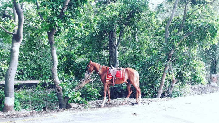 Horse
