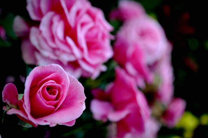 rose