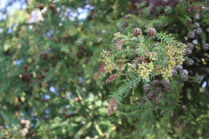 Au jardin des plantes?