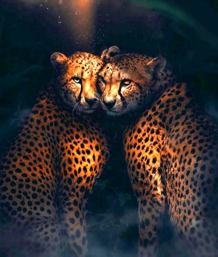 tiger