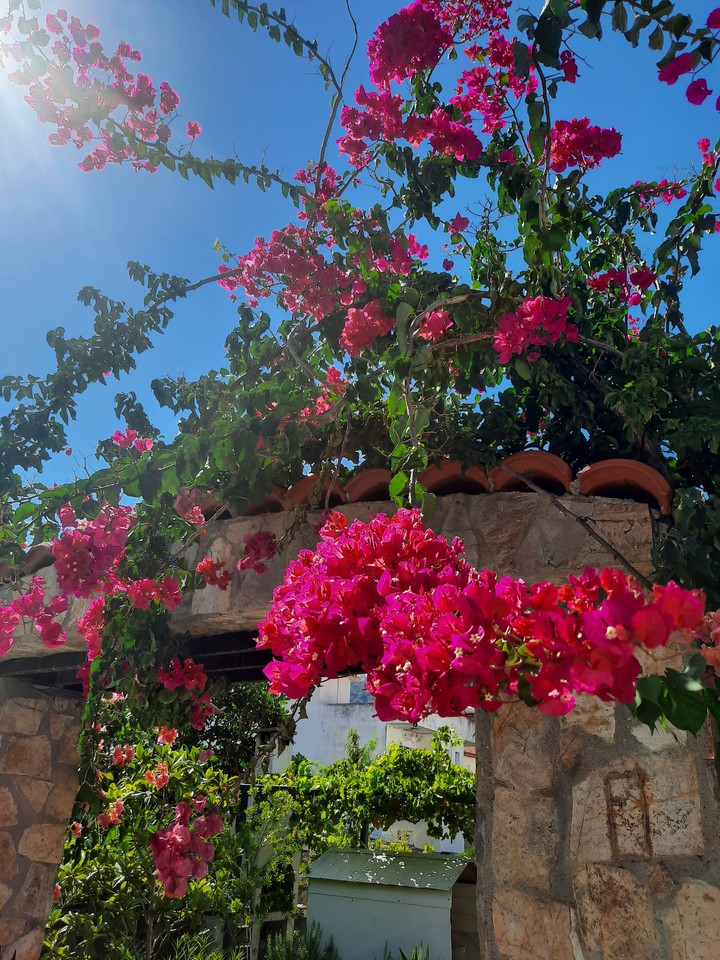 bright summer flowers ♡
