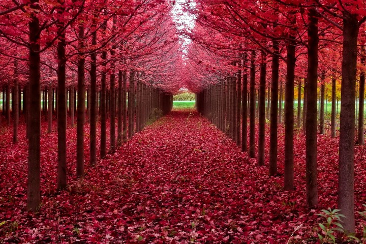Tree Garden