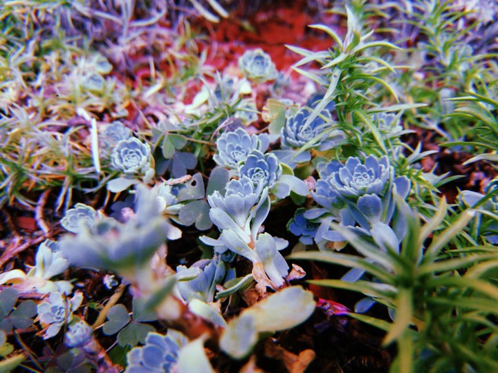 collection: autumn in my garden