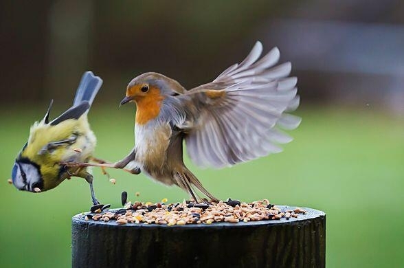the winner is......