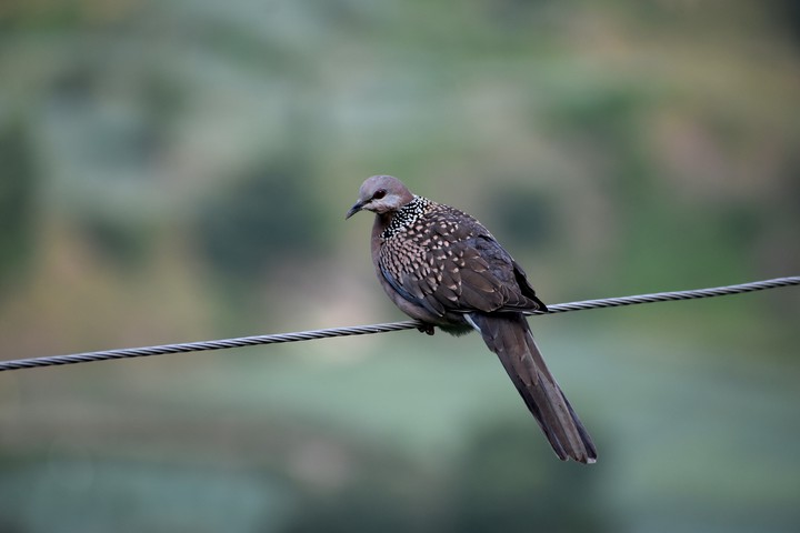 #Dotted Dove