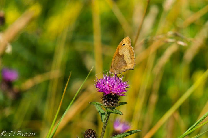 Meadow Brown on Thistle
