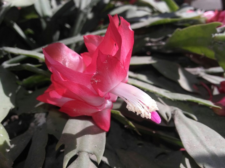 Flowery winter