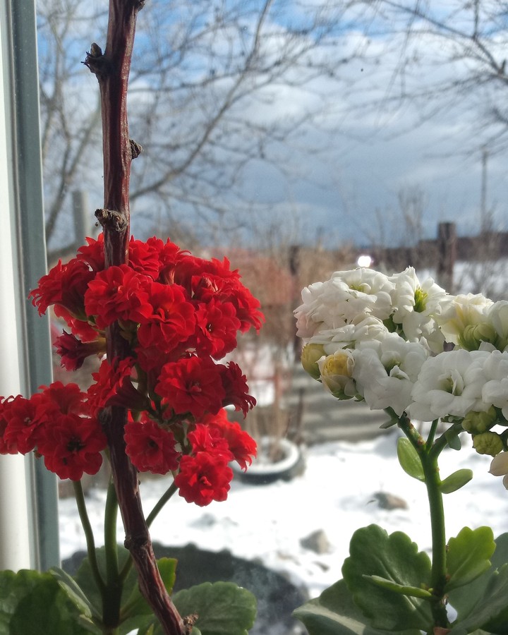 #Flоwer #red & #wiet