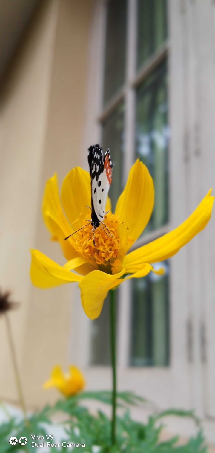 Butterfly on Yellow Flower