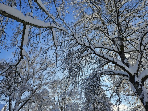 trunk, deciduous wallpapers