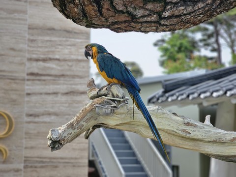 fonds d'écran Parrot, plant