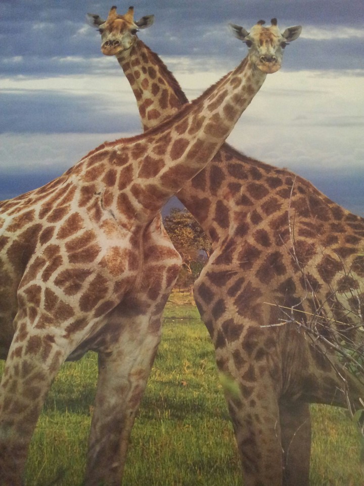 Giraffen