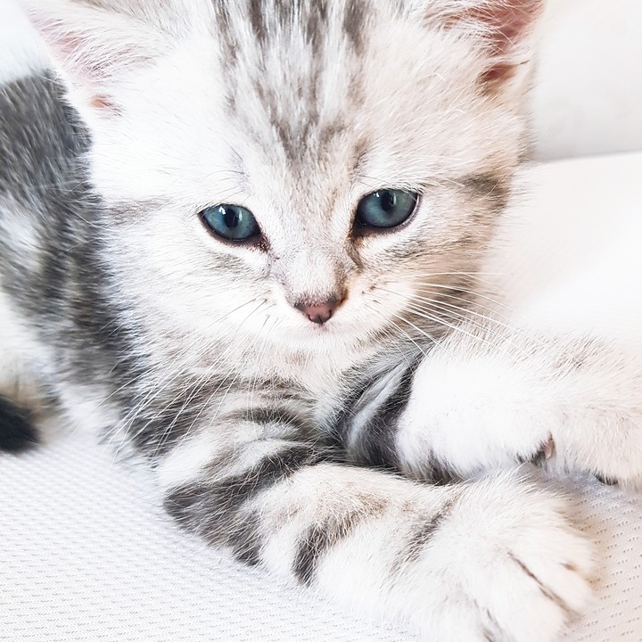 my cat