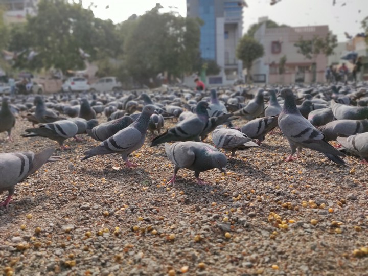 pigeon