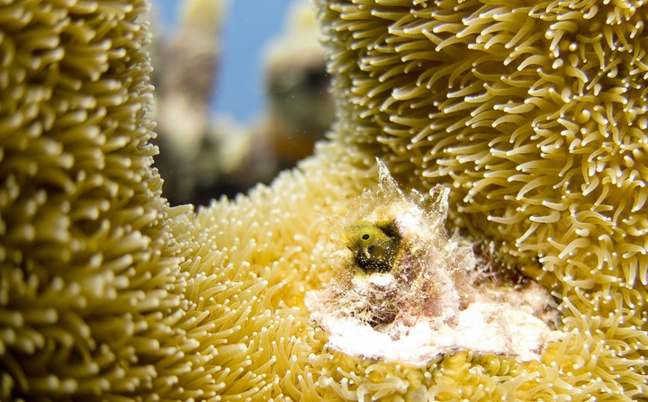 #Sea_Anemone❤