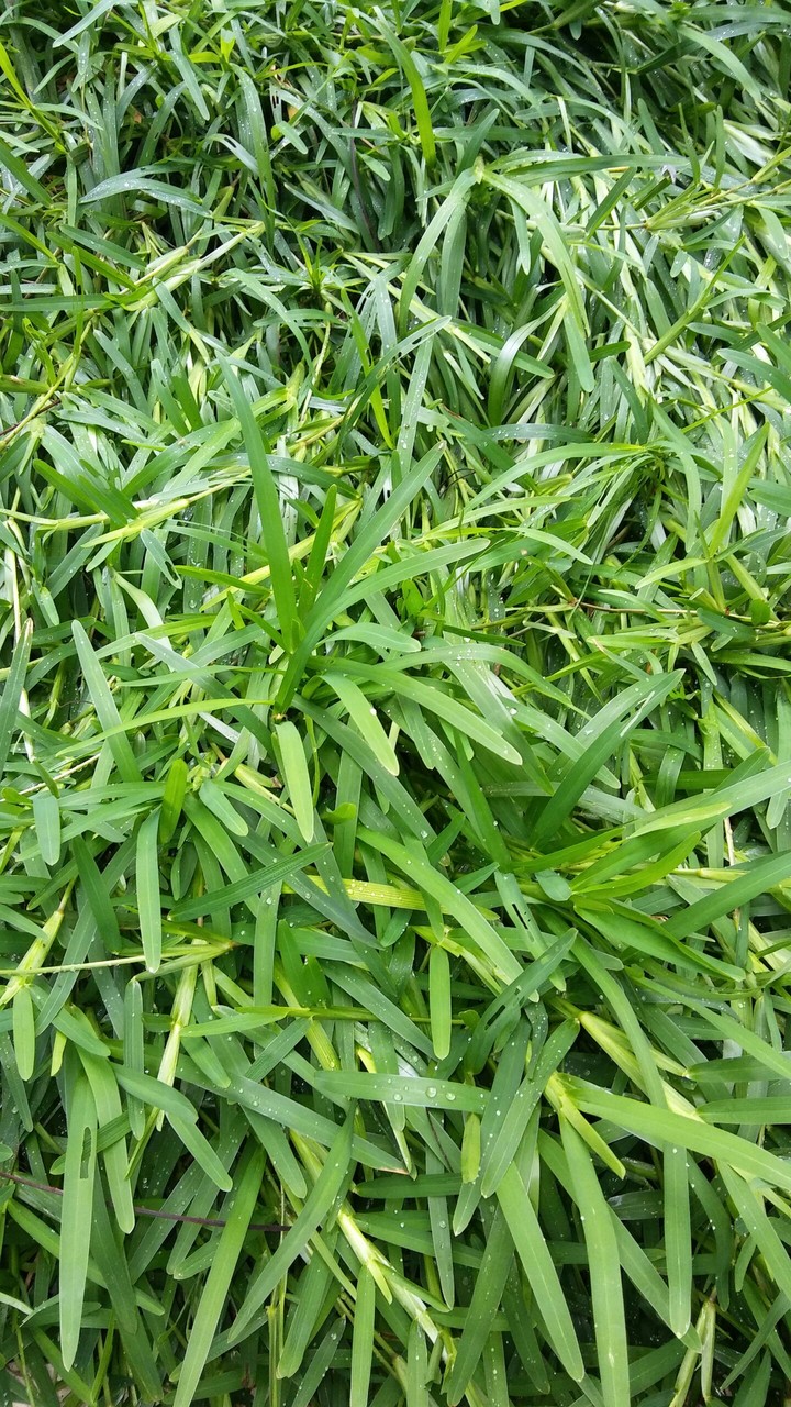 grass strands