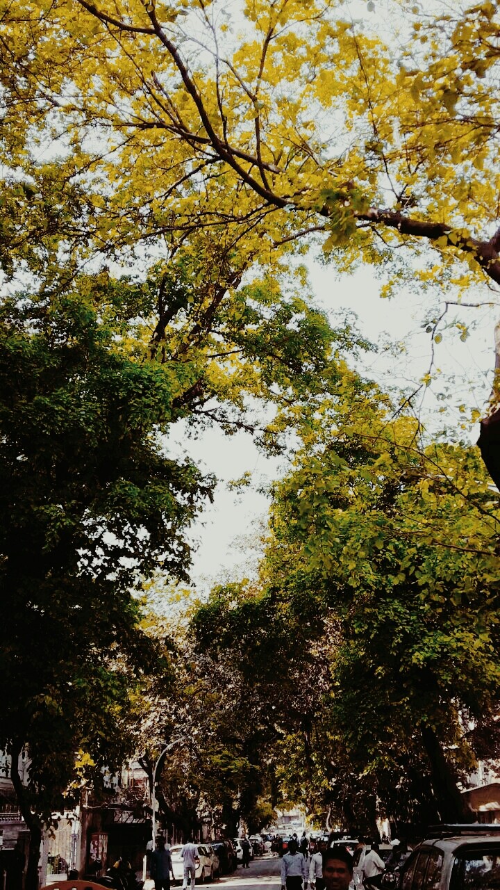 treess