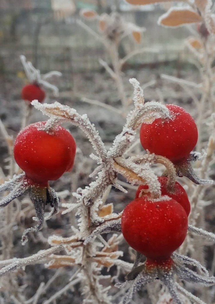 snow